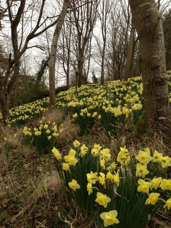 Yellow: The Colour of Spring